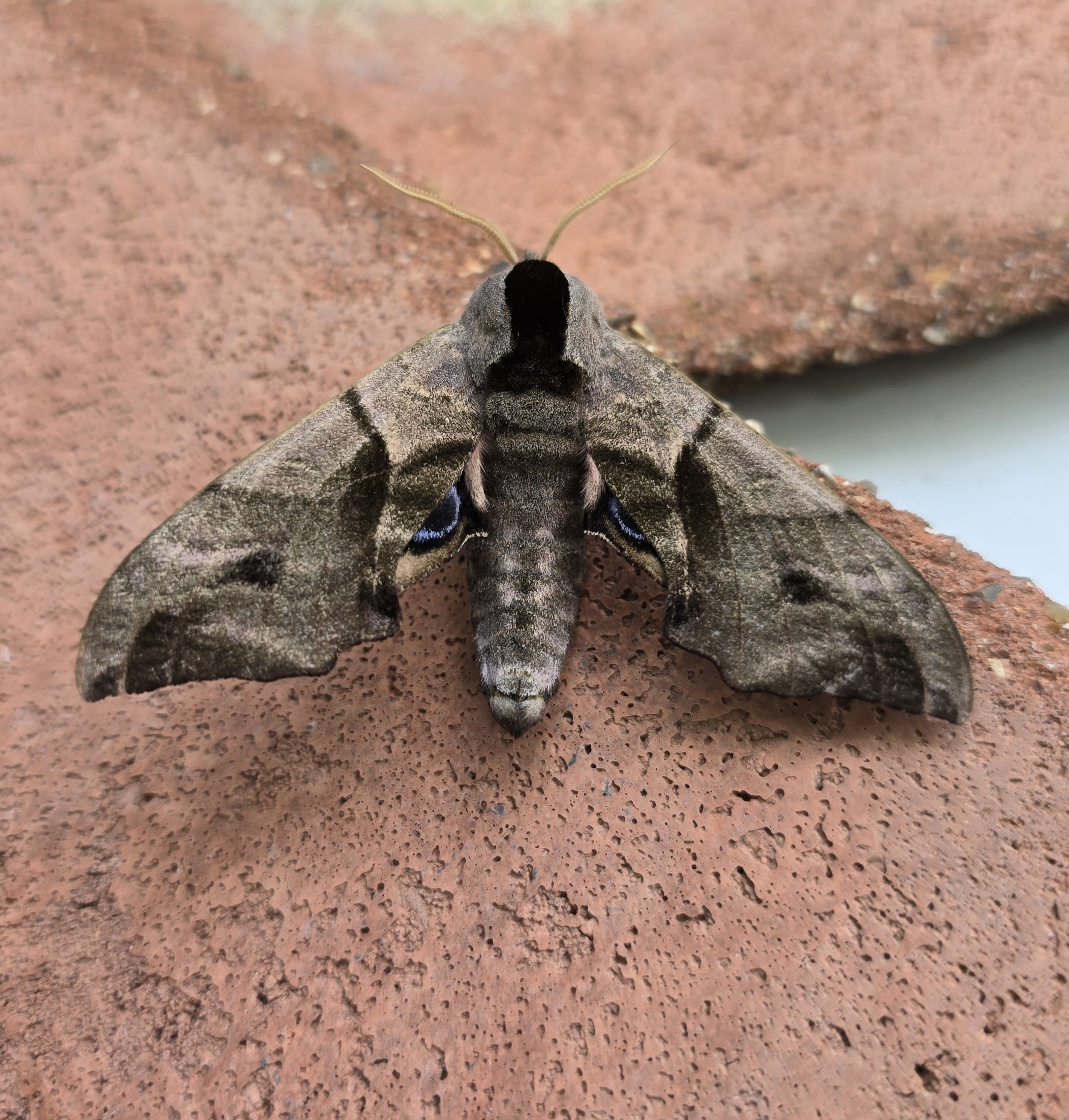 Photo of Eyed Hawk-moth (Smerinthus ocellata)